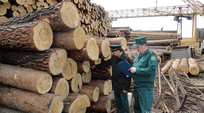 Таможня в Чите выявила контрабанду древесины на сумму более 83 млн руб.