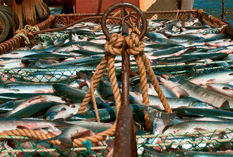 В РФ предложили сохранить импортную пошлину на рыбу и снизить на апельсиновое пюре