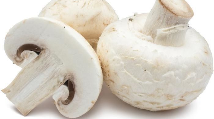 «Континент» перевез ценный груз – мицелий грибов шампиньонов